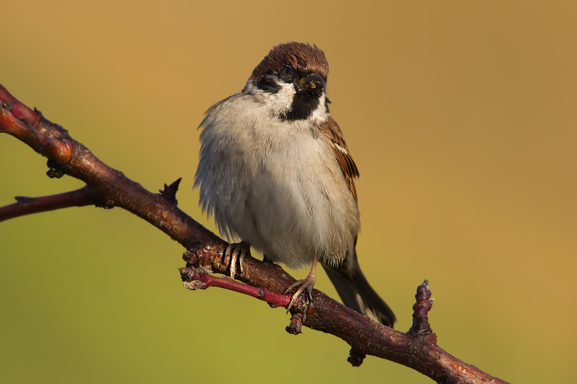 Wipe his beak, Please ..!