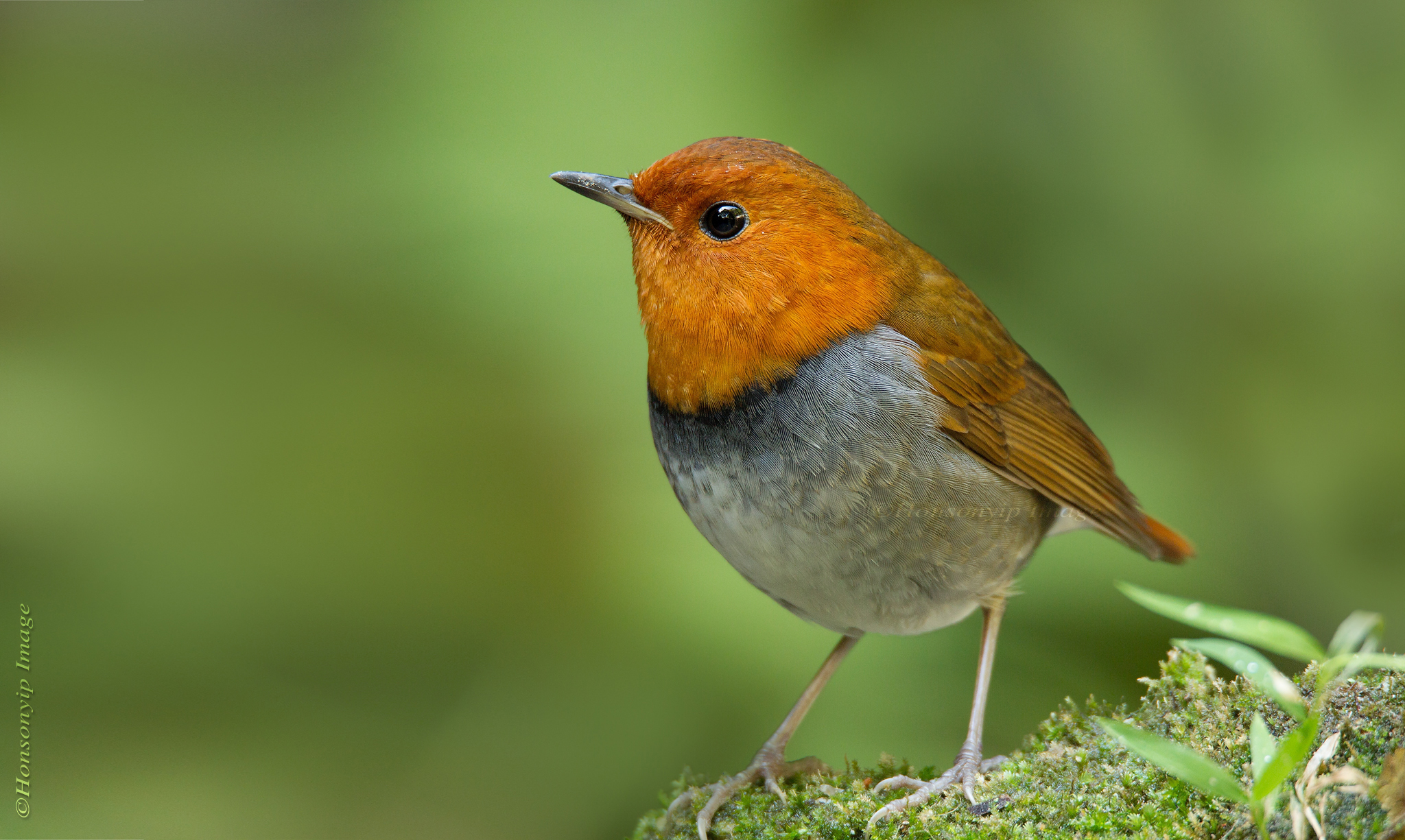 Erithacus akahige_1 Tamron 150-600