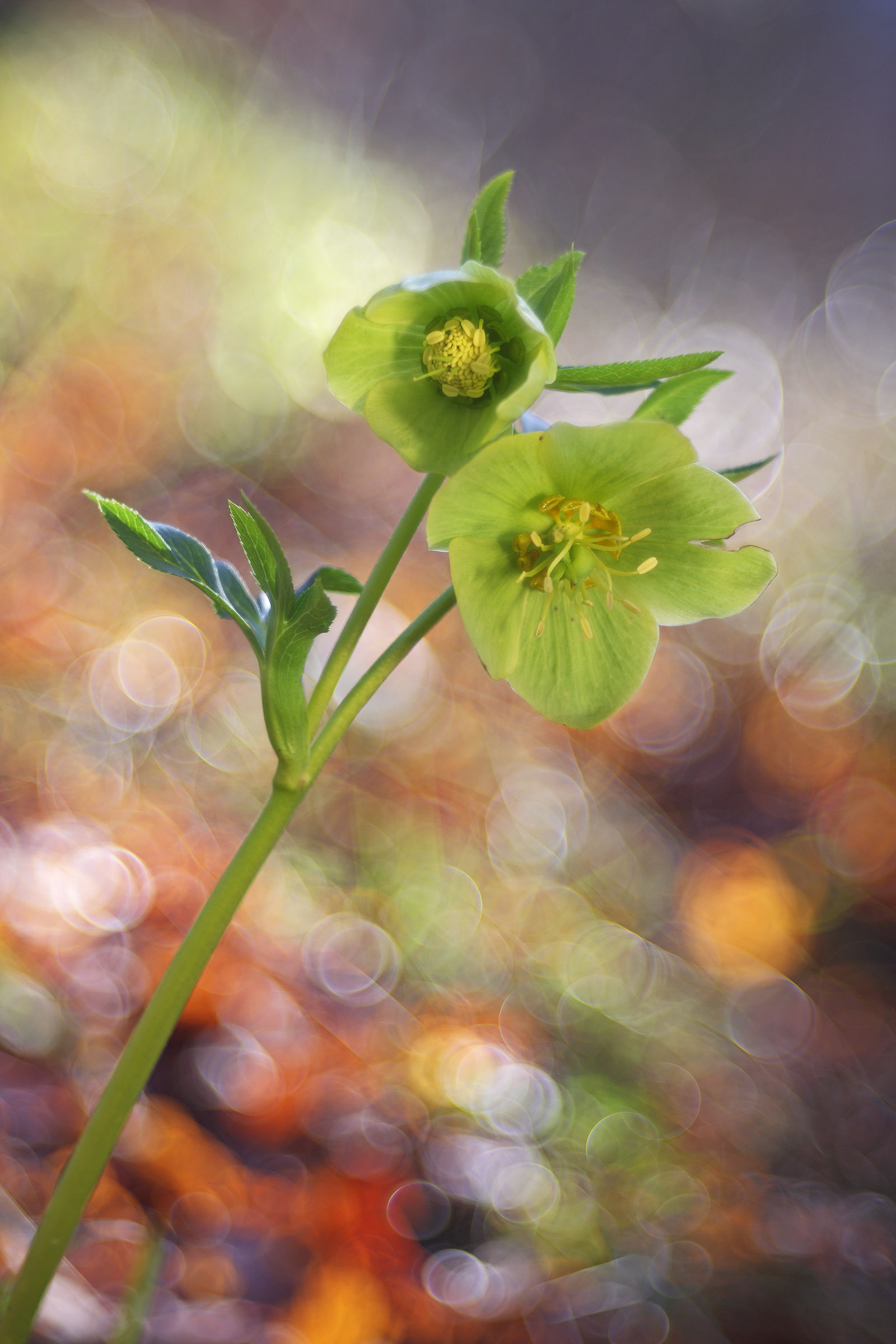 Helleborus viridis