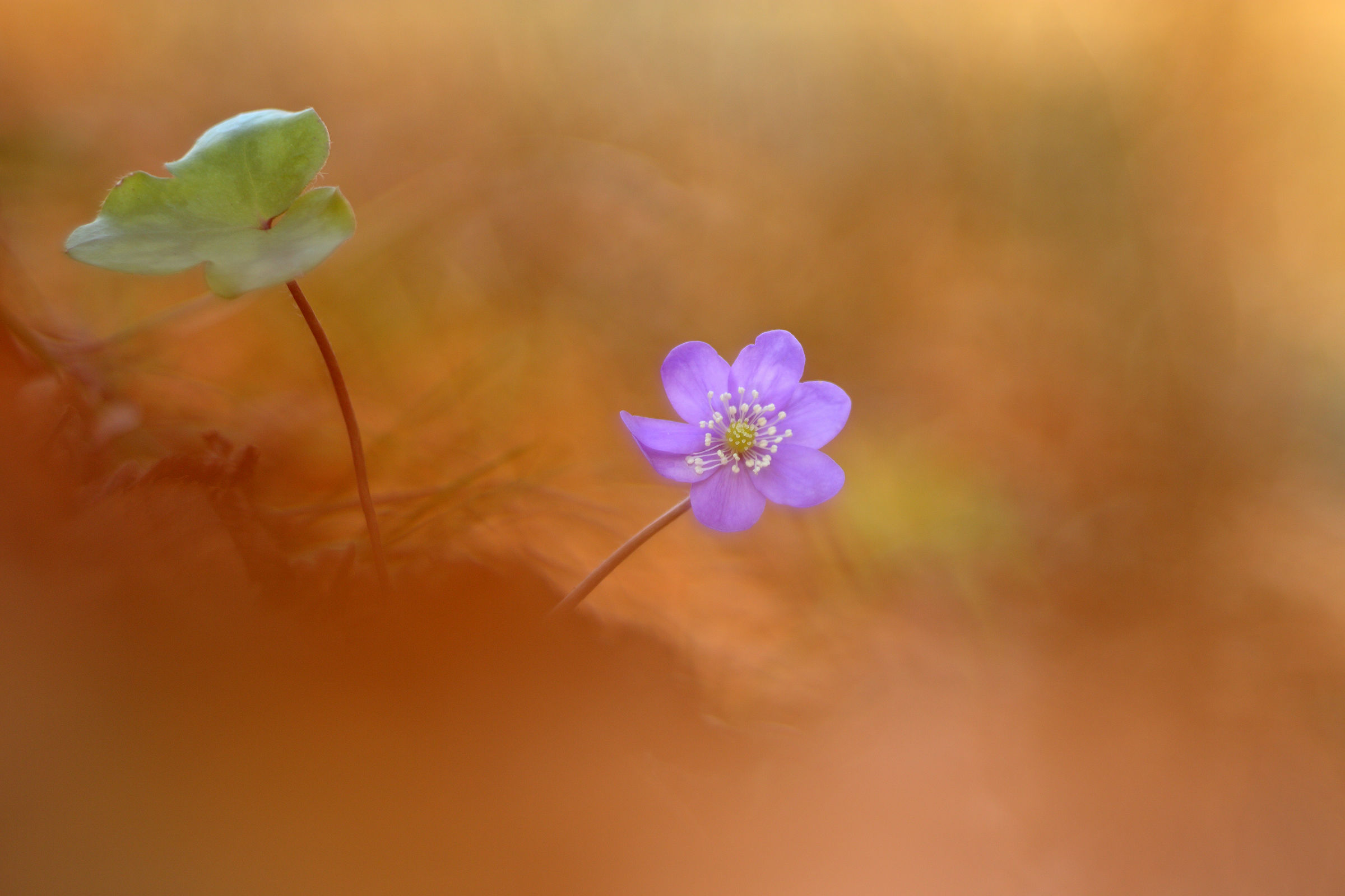 Hepatica
