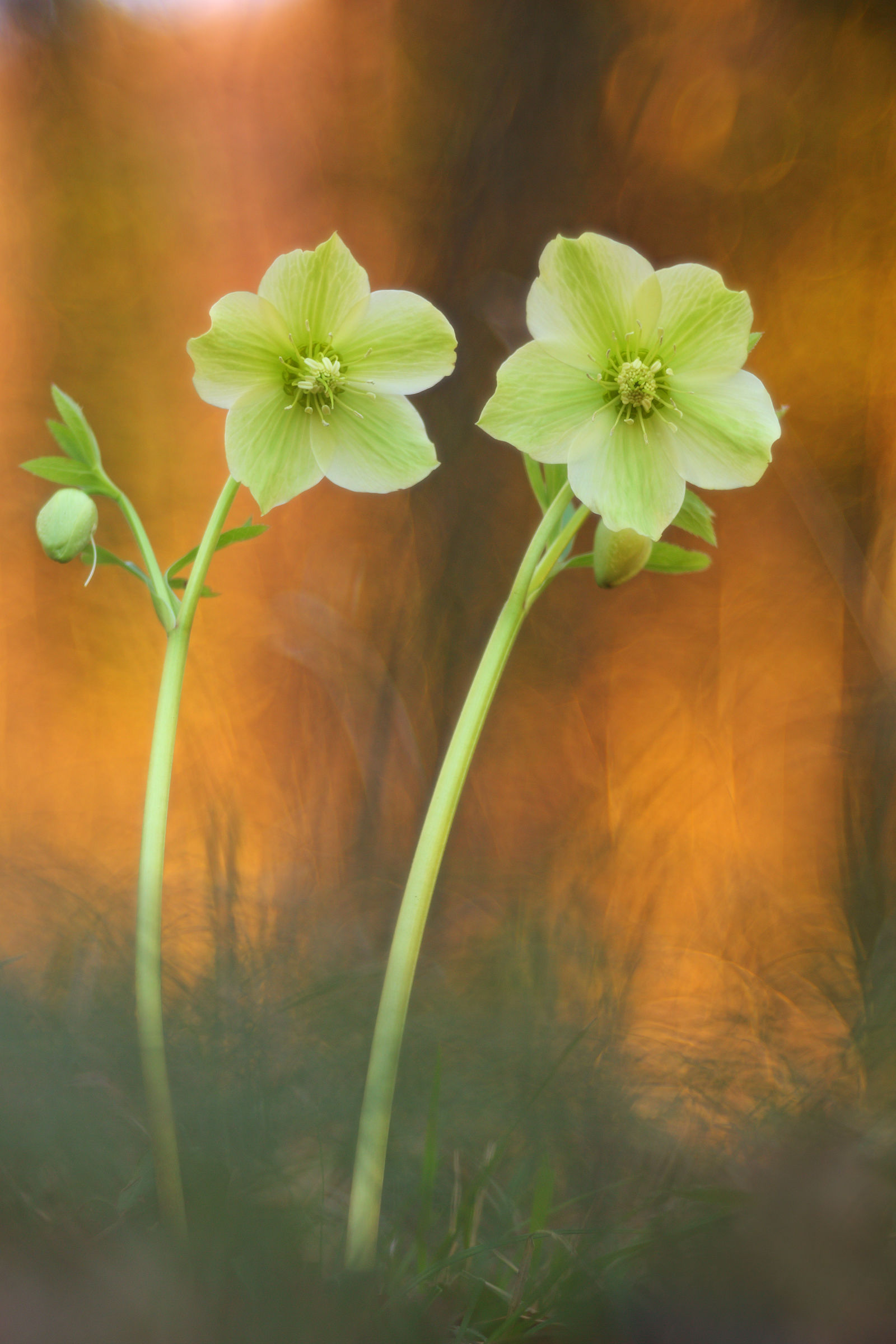 Helleborus viridis