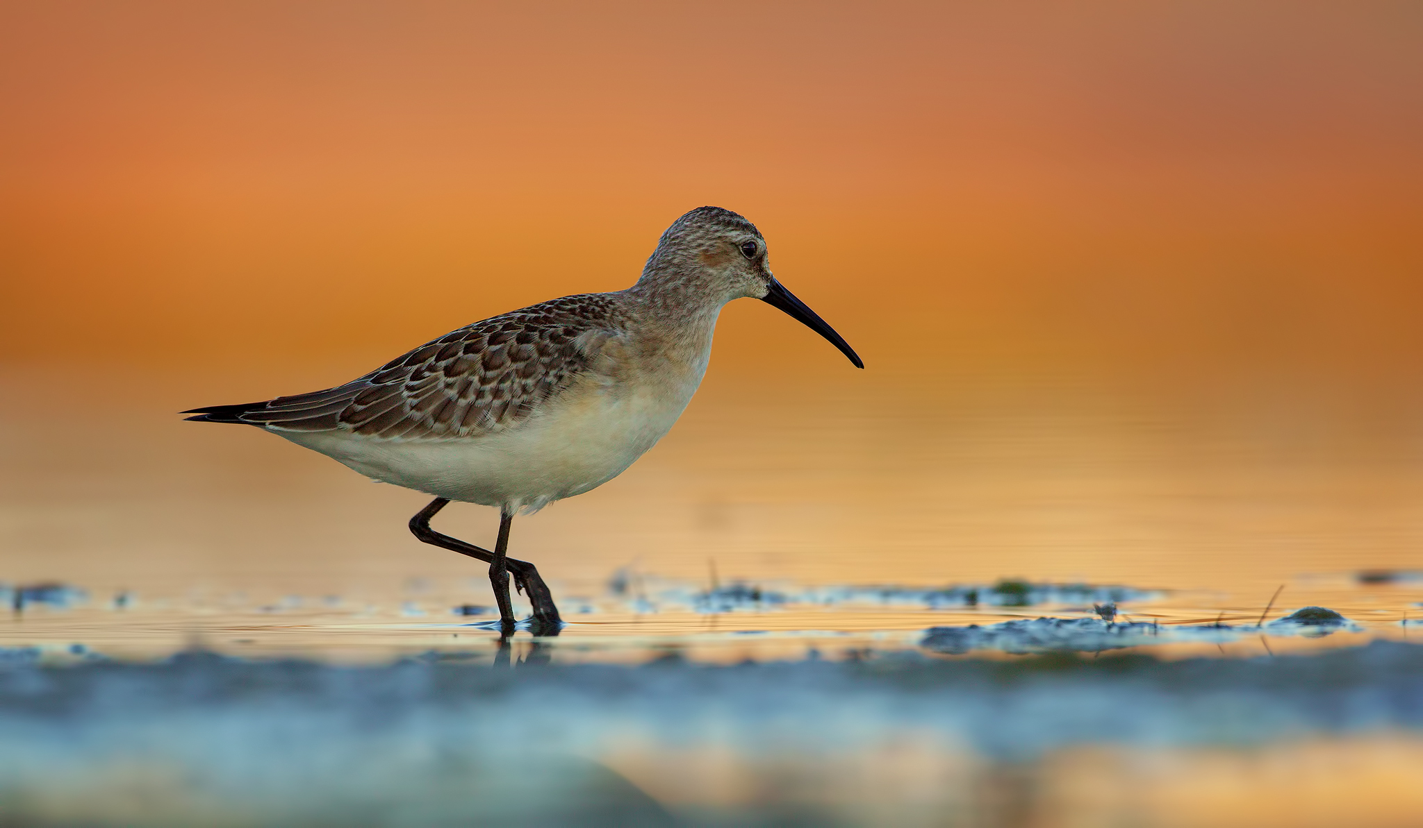 Sandpiper