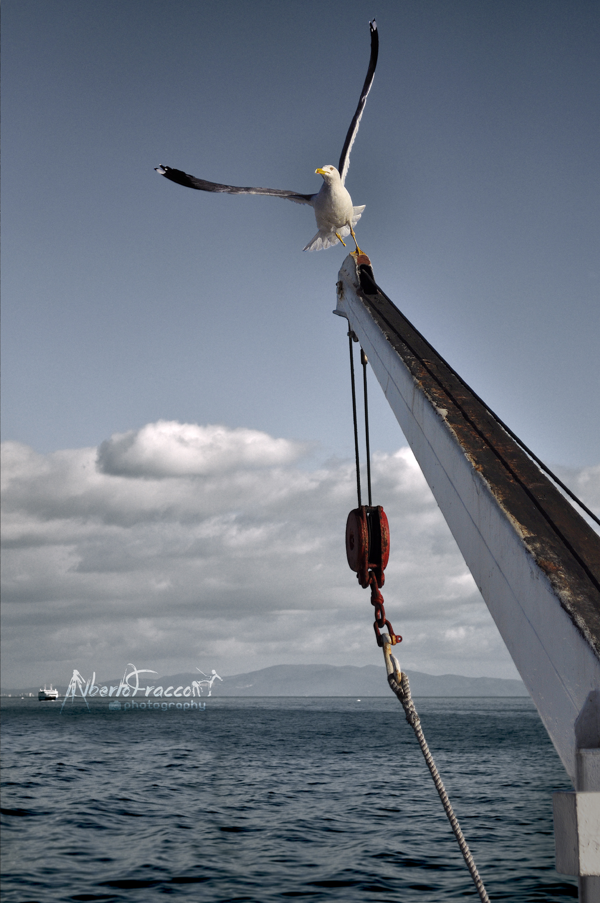 Gabbiano spicca il volo