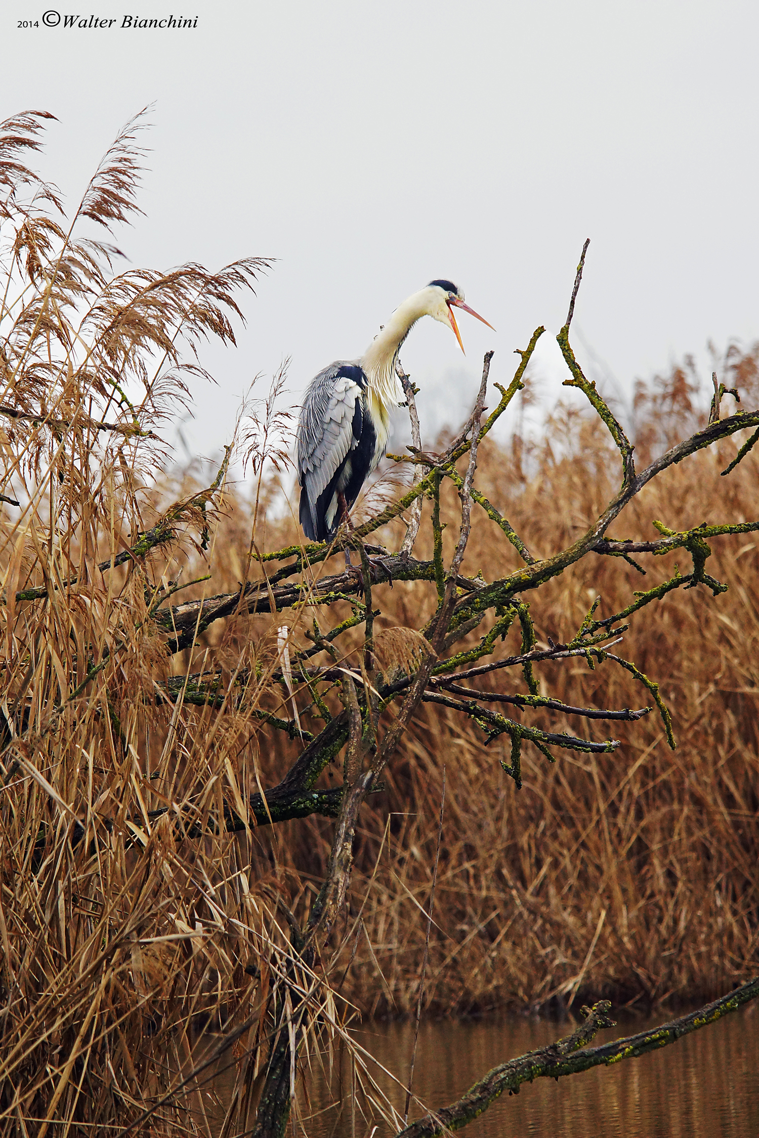 Grey Heron angry!