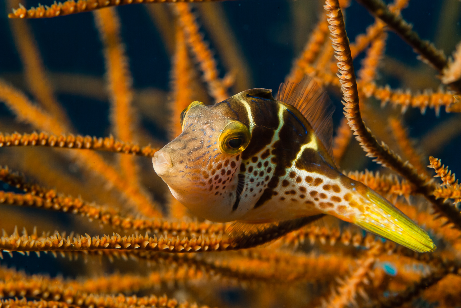canthigaster valentini
