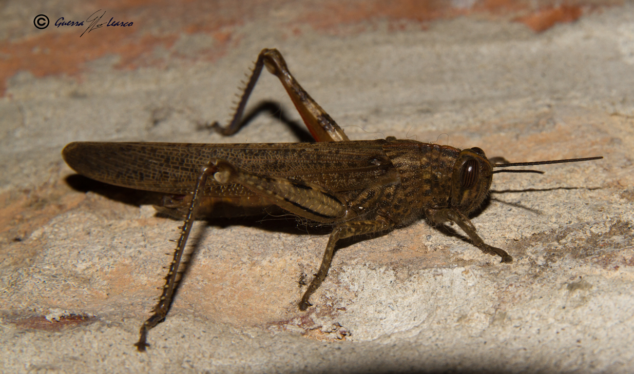 cavalletta assonnata