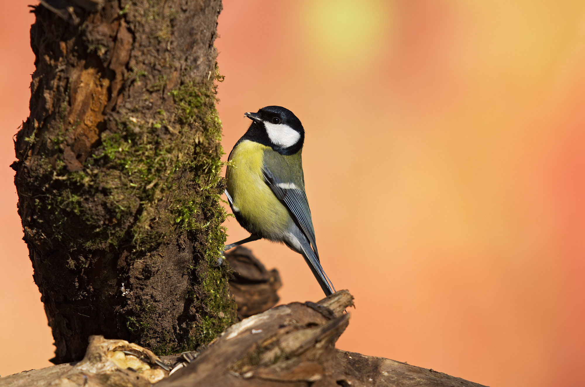 Parus major (Linnaeus, 1758) - Paridae cinciallegra