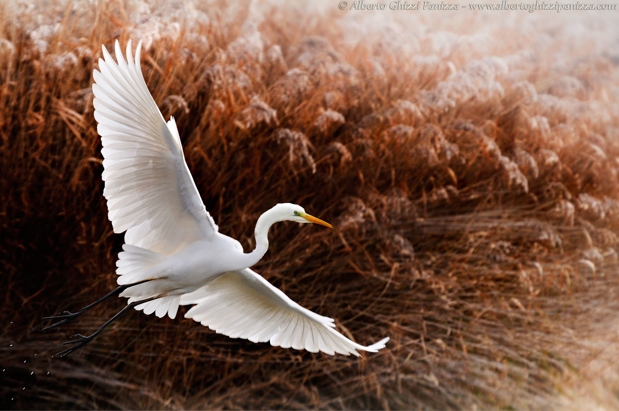 Soaring into the sky