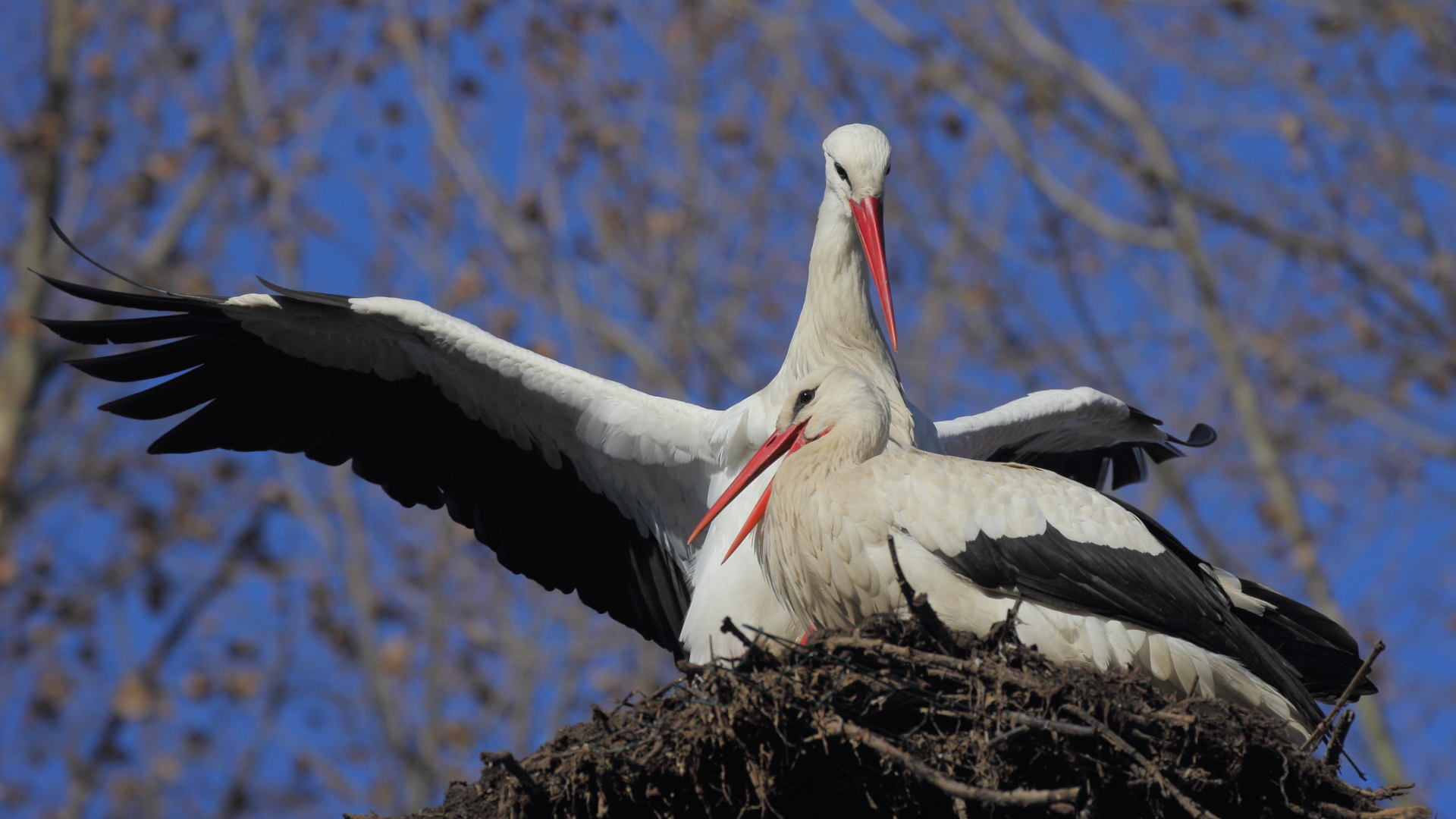 Storks