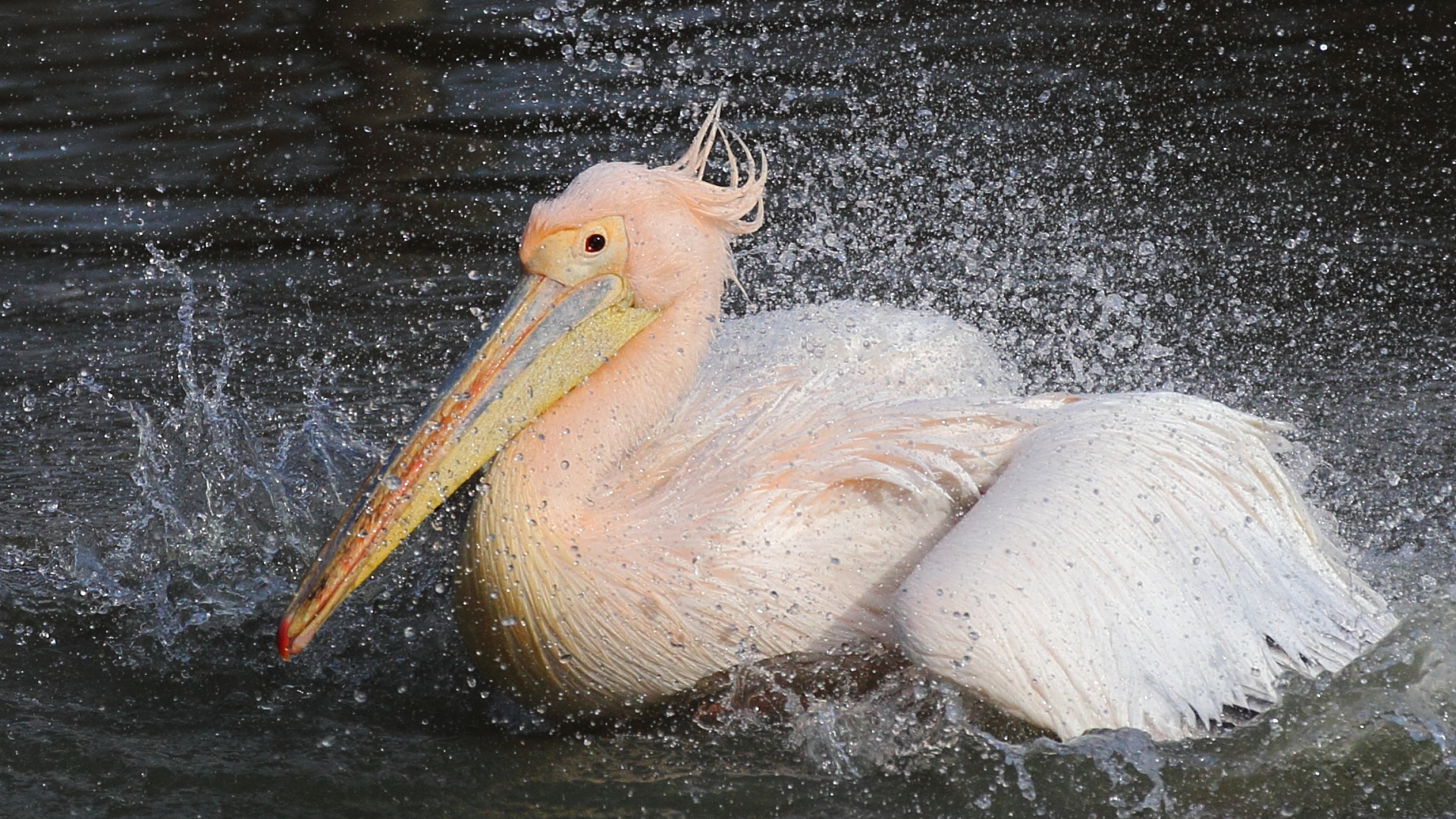 Pelican