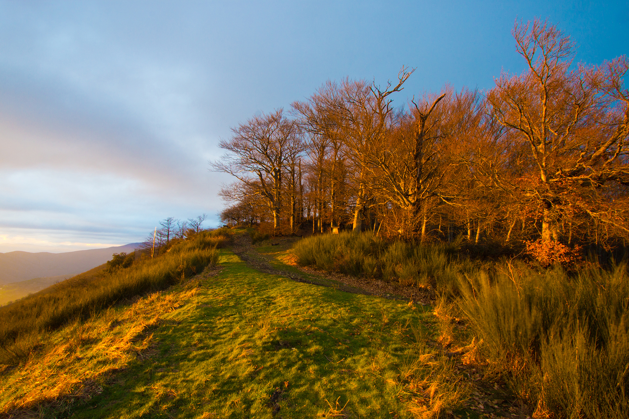 Beech trees at sunset