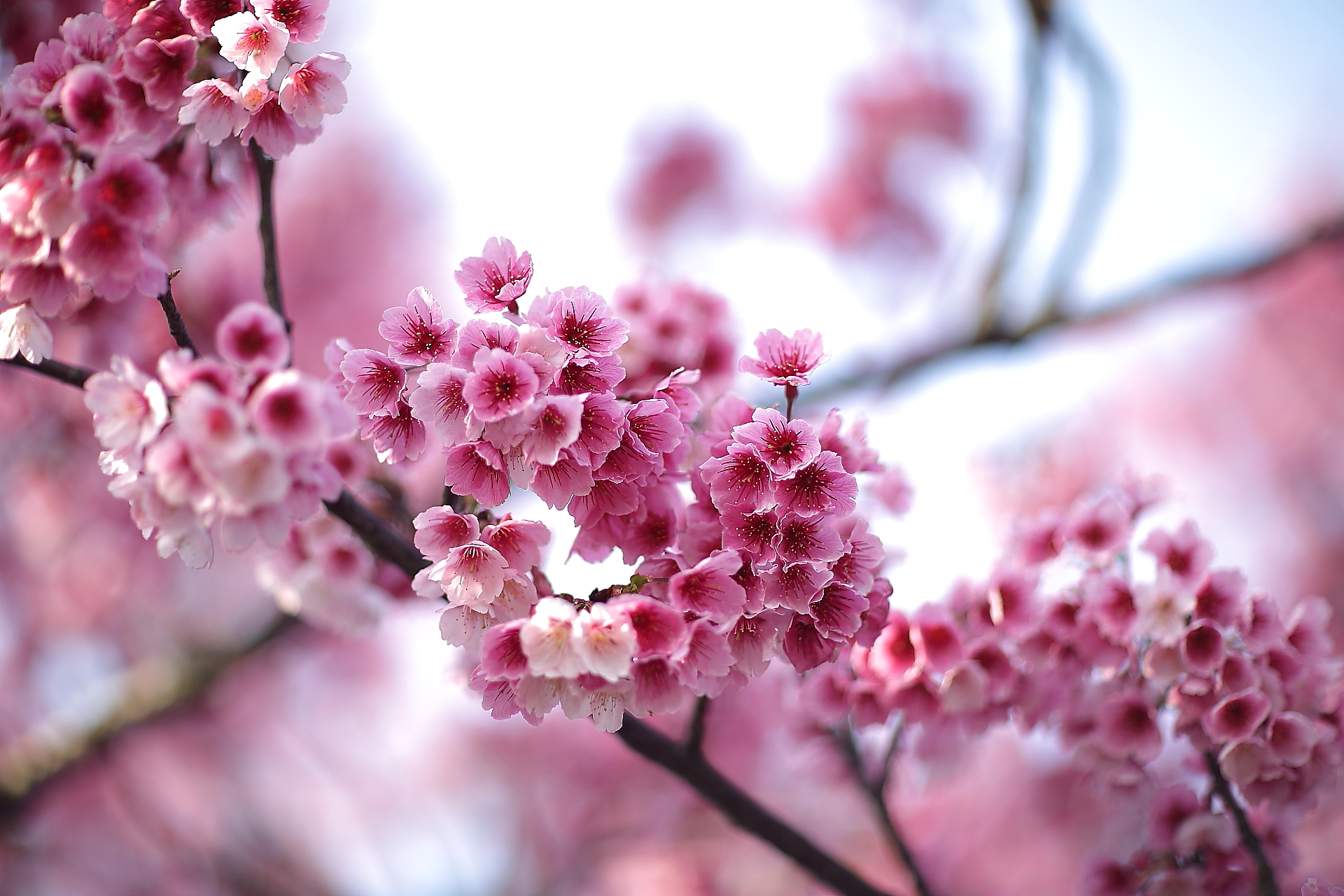 Cherry Blossoms//Taipei Taiwan
