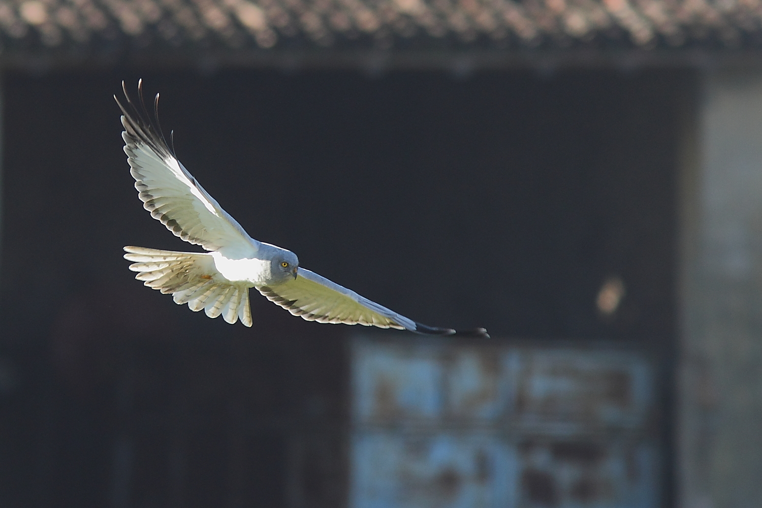 Albanella reale maschio