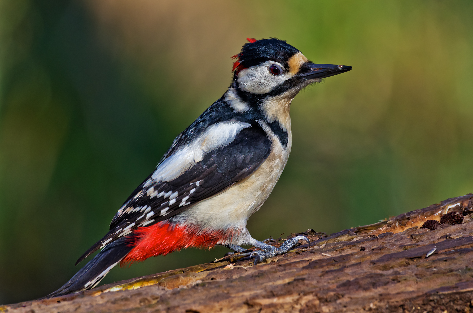 Woodpecker sbaruffato