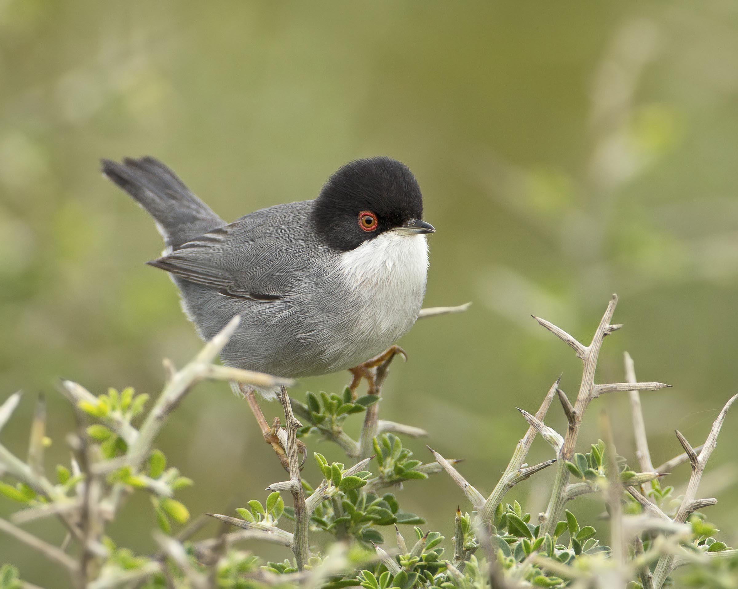 occhiocotto (sylvia melanocephala)
