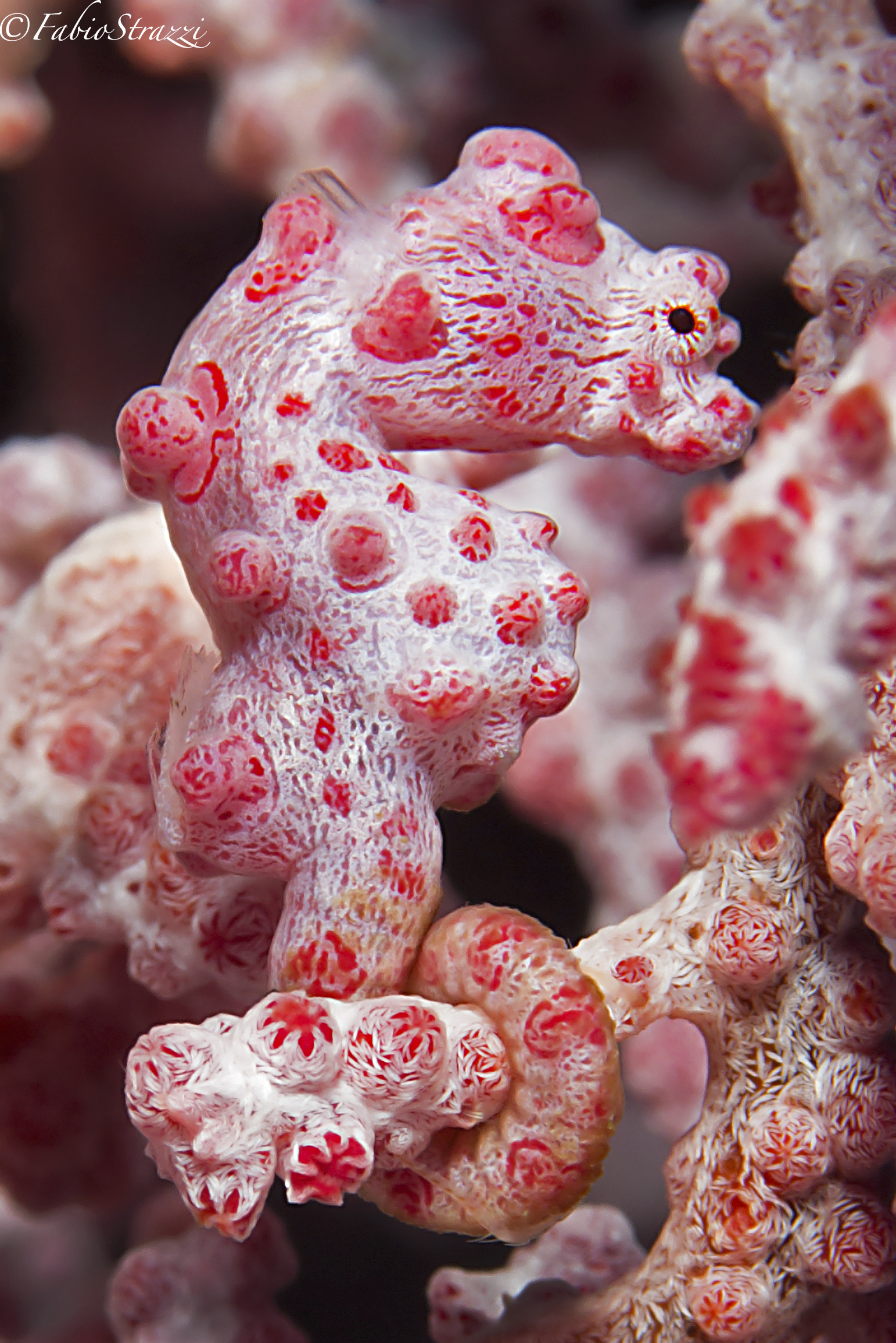 Pigmy seahorse