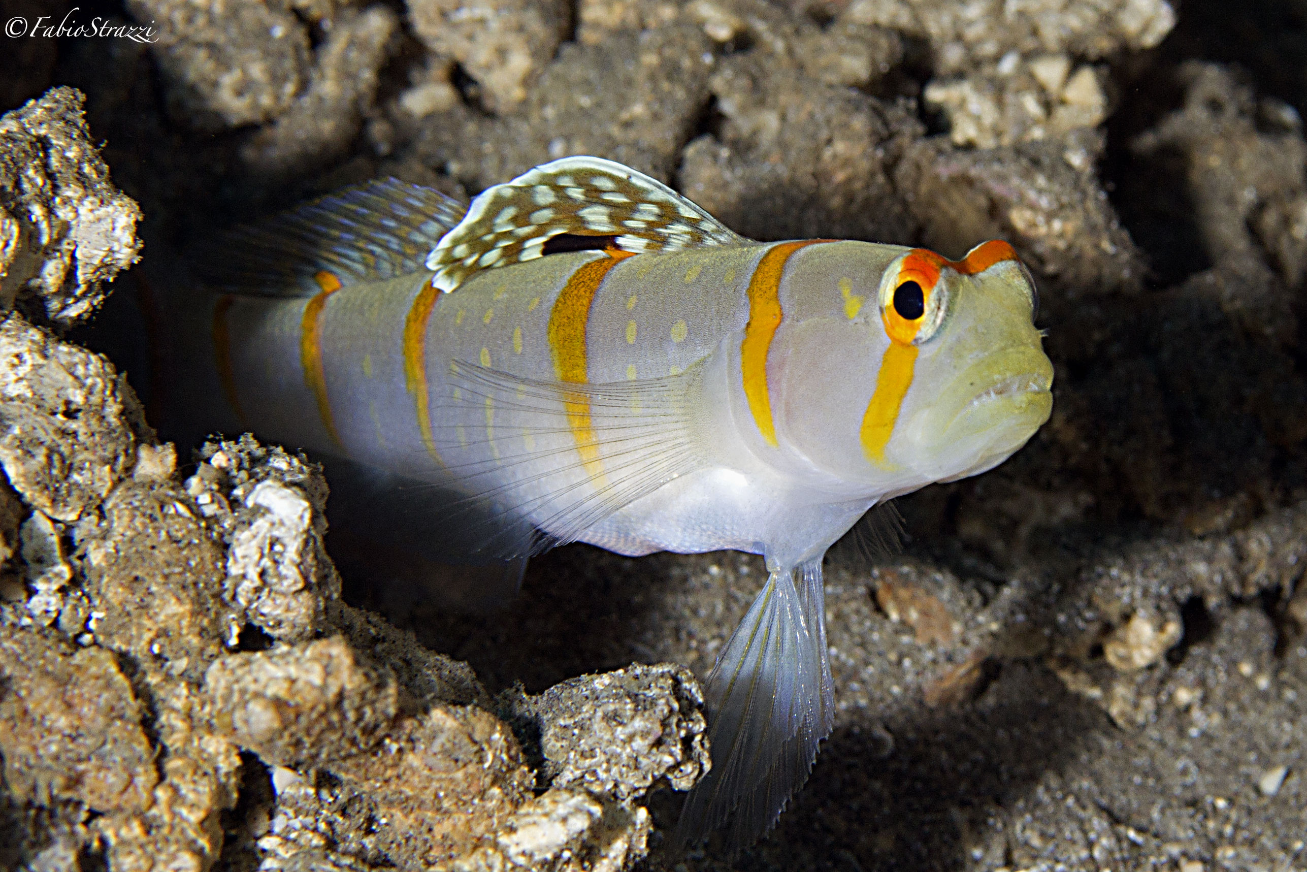 Sailfin partner goby