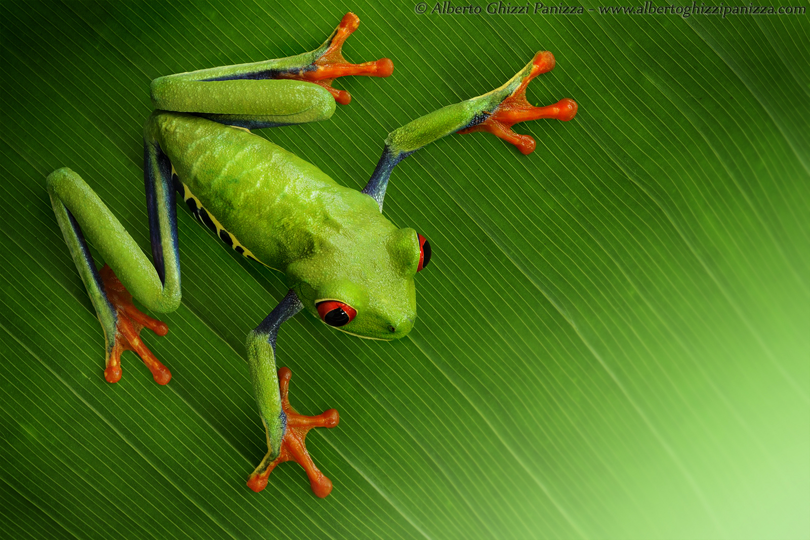 Non vorrei cadere giù...