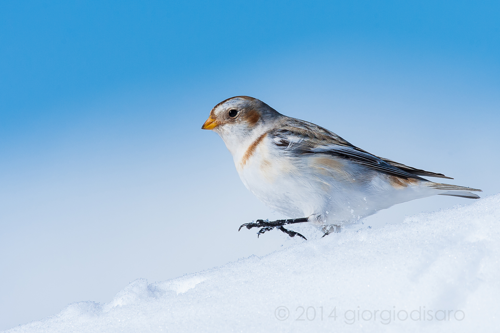 snow bunting