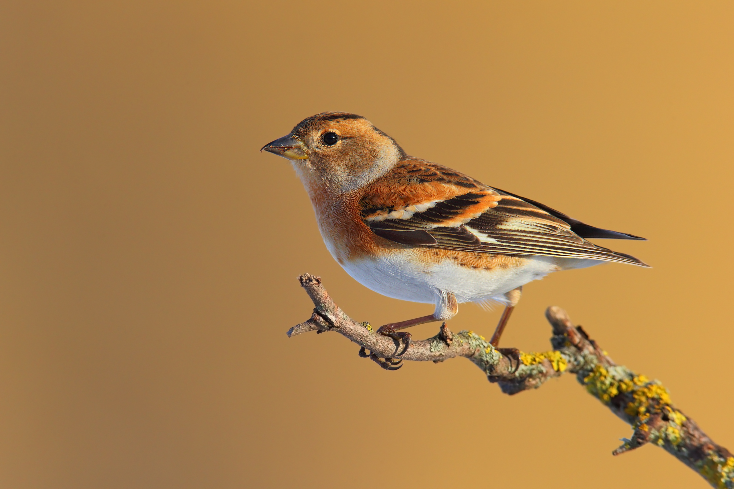 Female Brambling