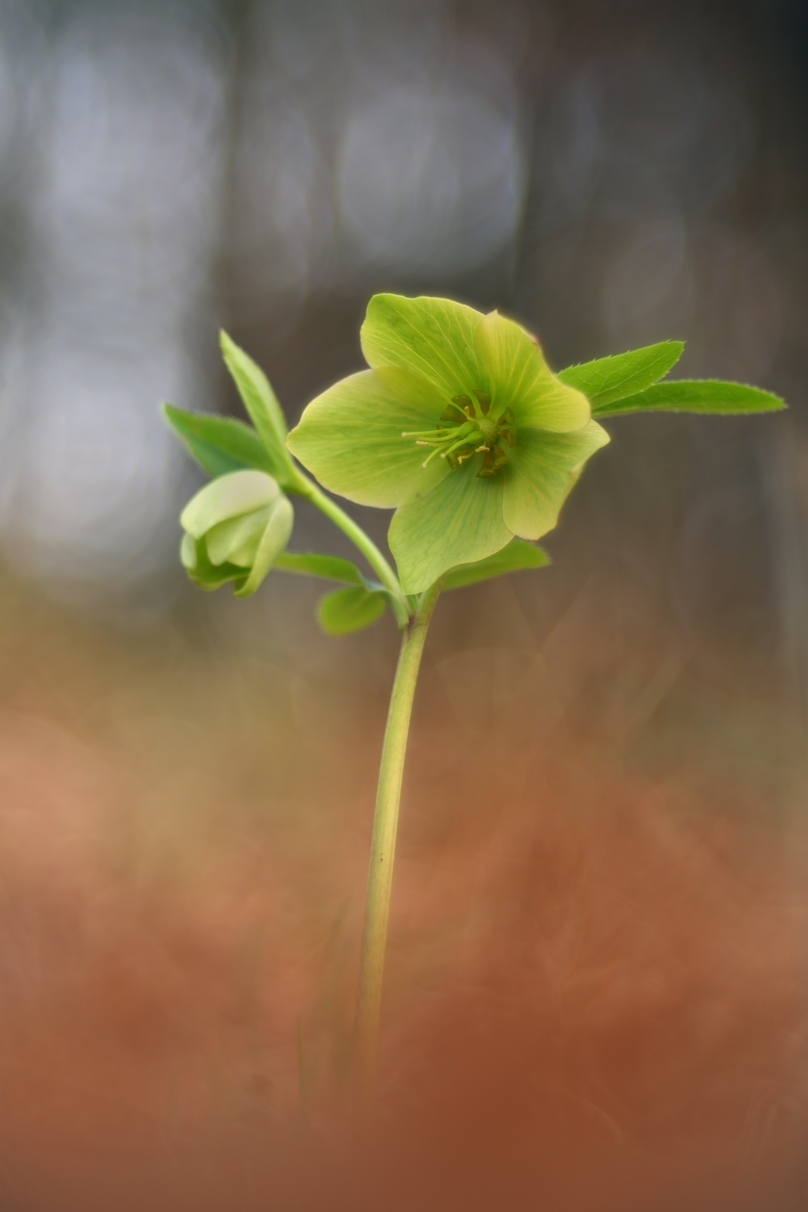 Helleborus viridis