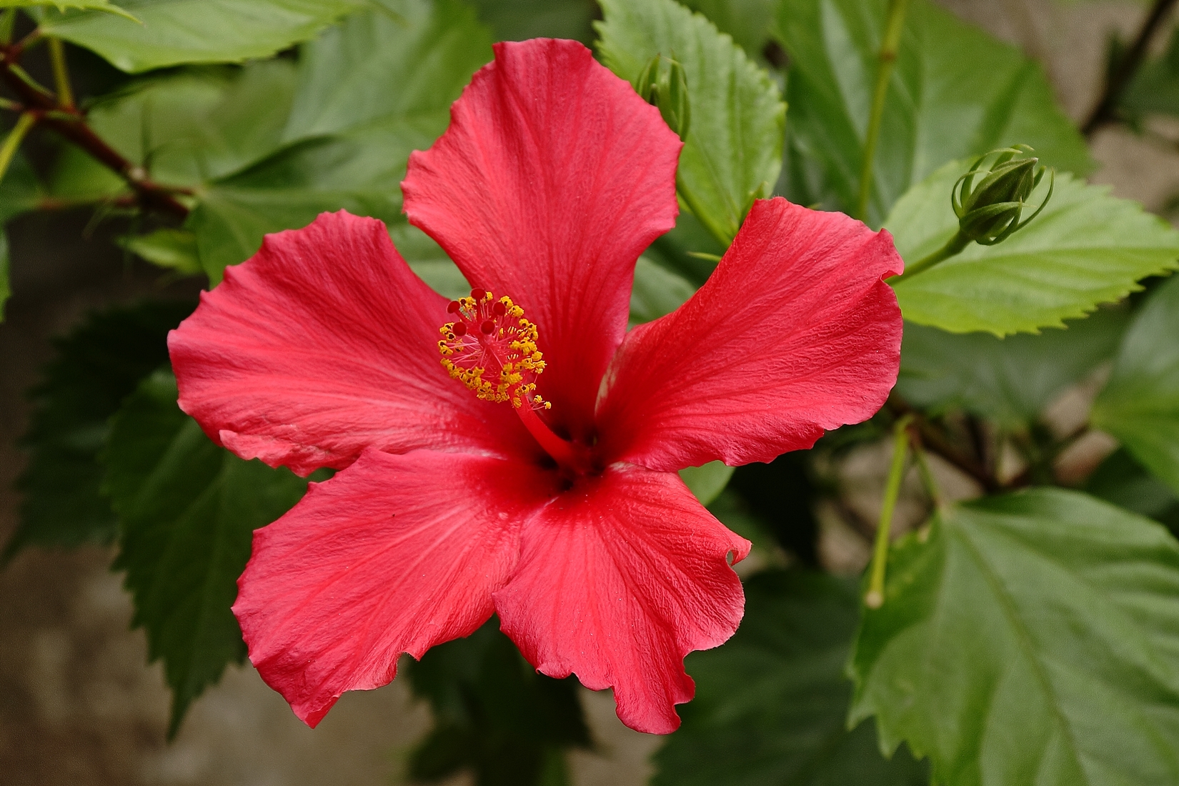 hibiscus or hibiscus
