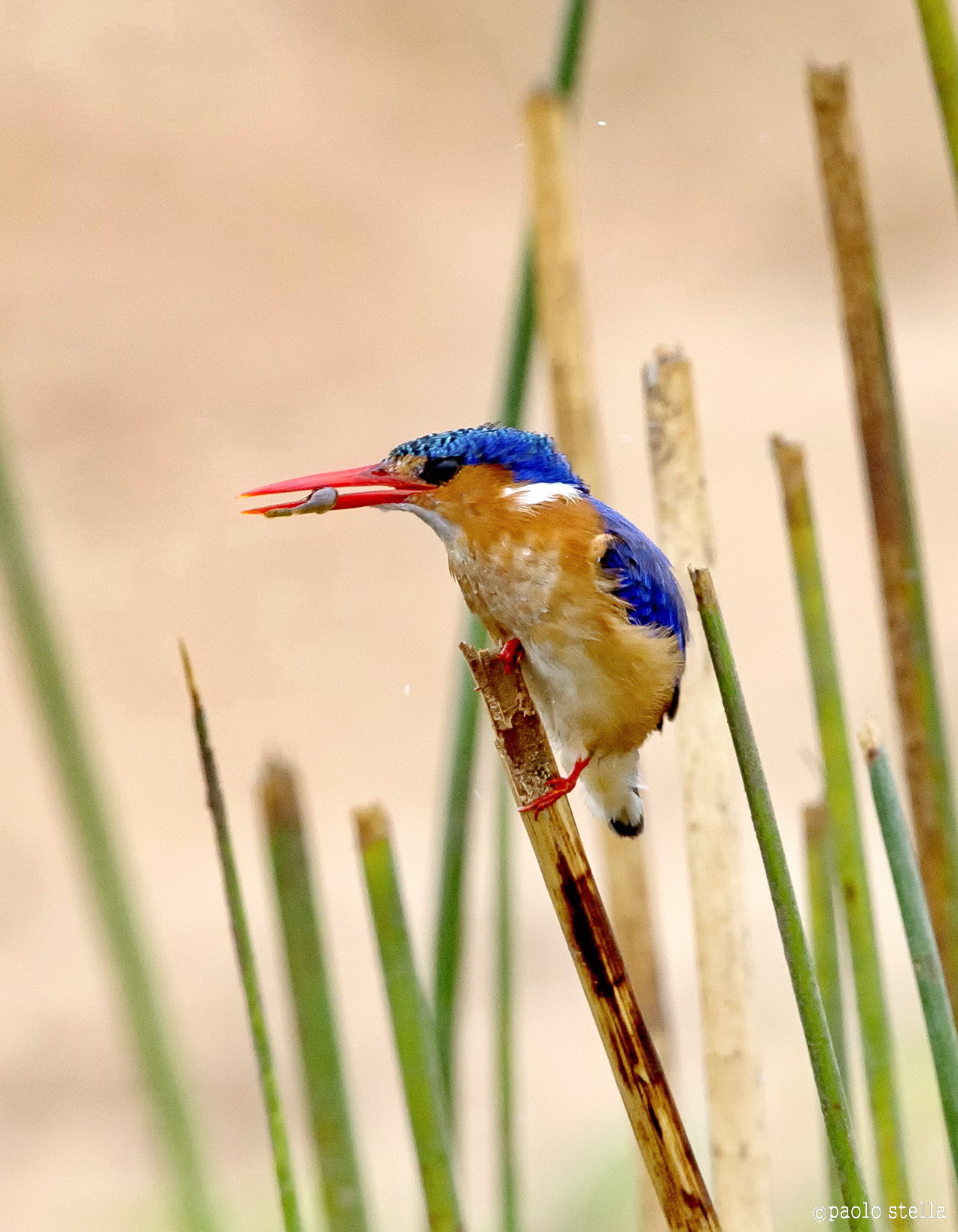 malakite kingfisher & shrimp