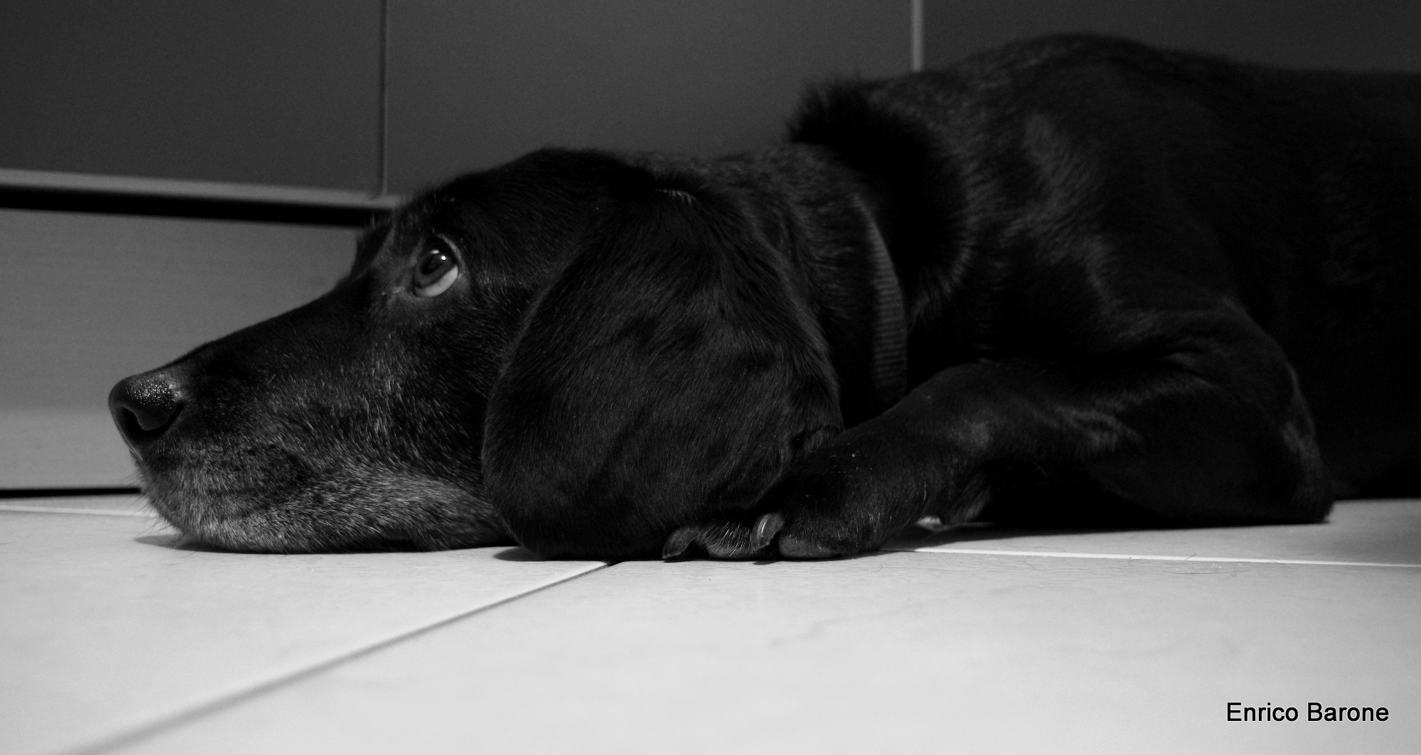 Dai che cade cibo da sopra!