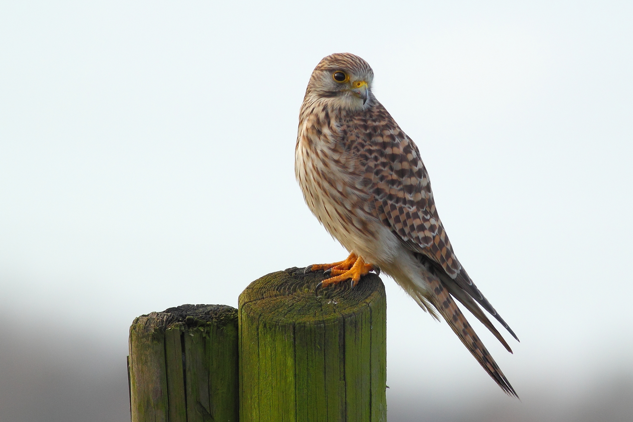 Kestrel in low light