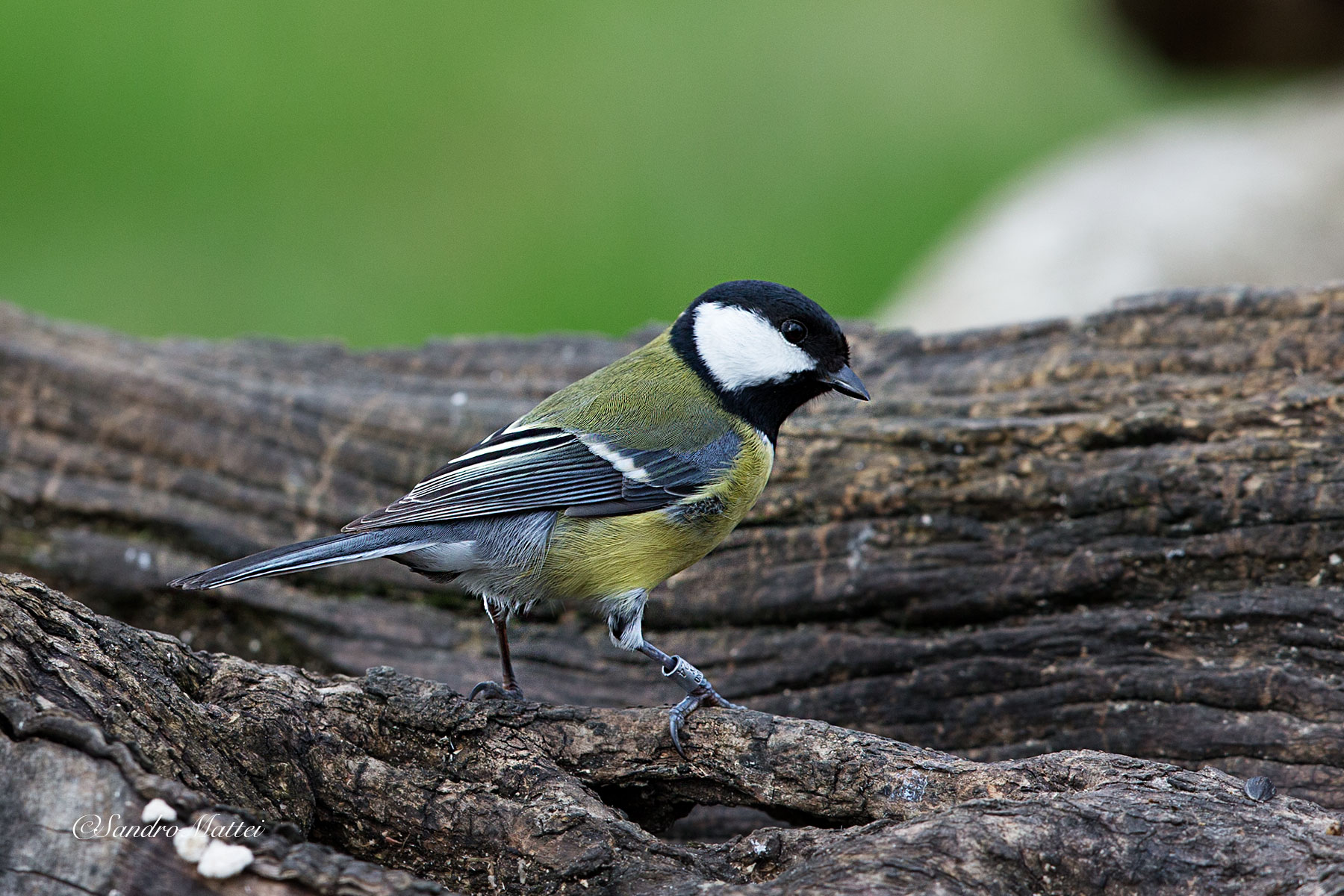 great tit