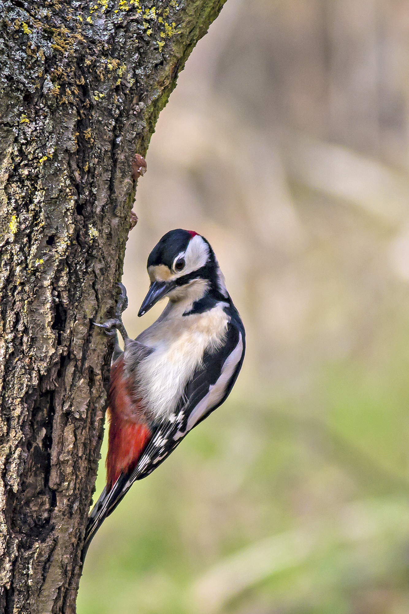picchio rosso maggiore