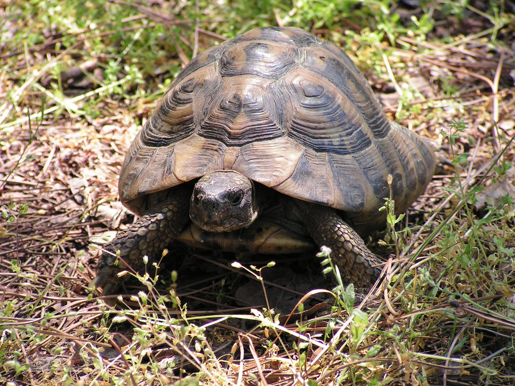pian piano ma vado dove mi pare