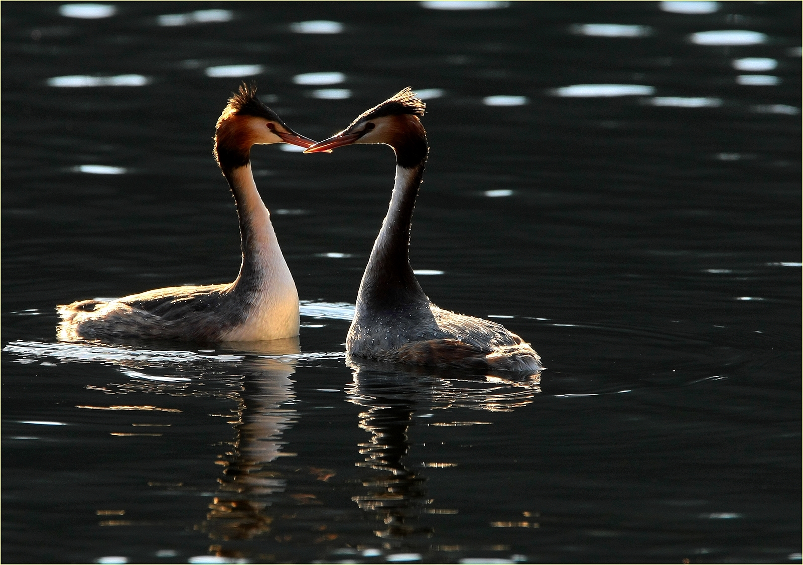 ,primi corteggiamenti,,