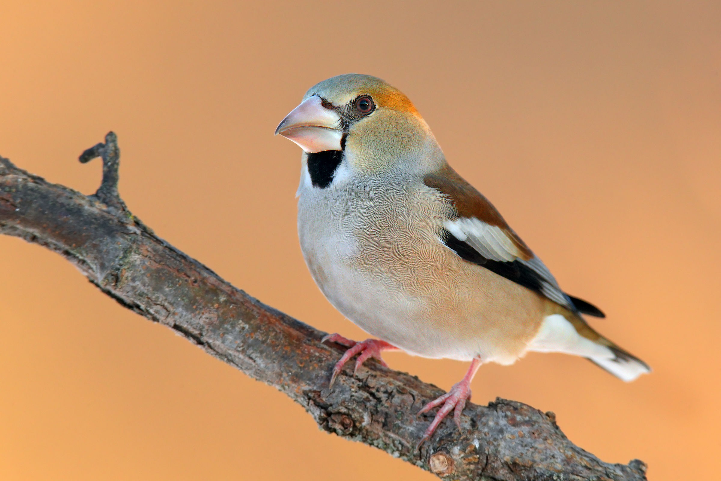 Hawfinch