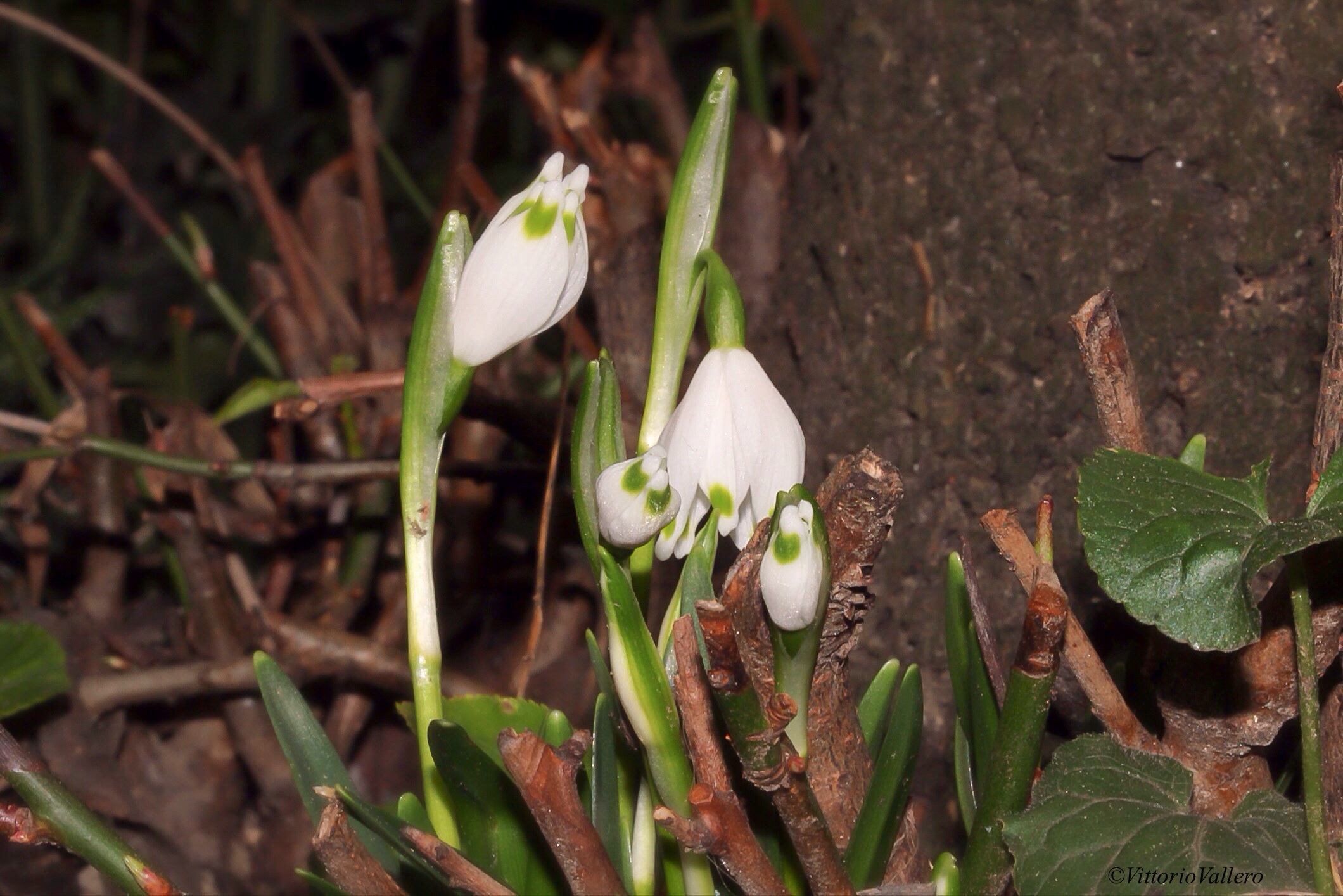 Segnali di primavera