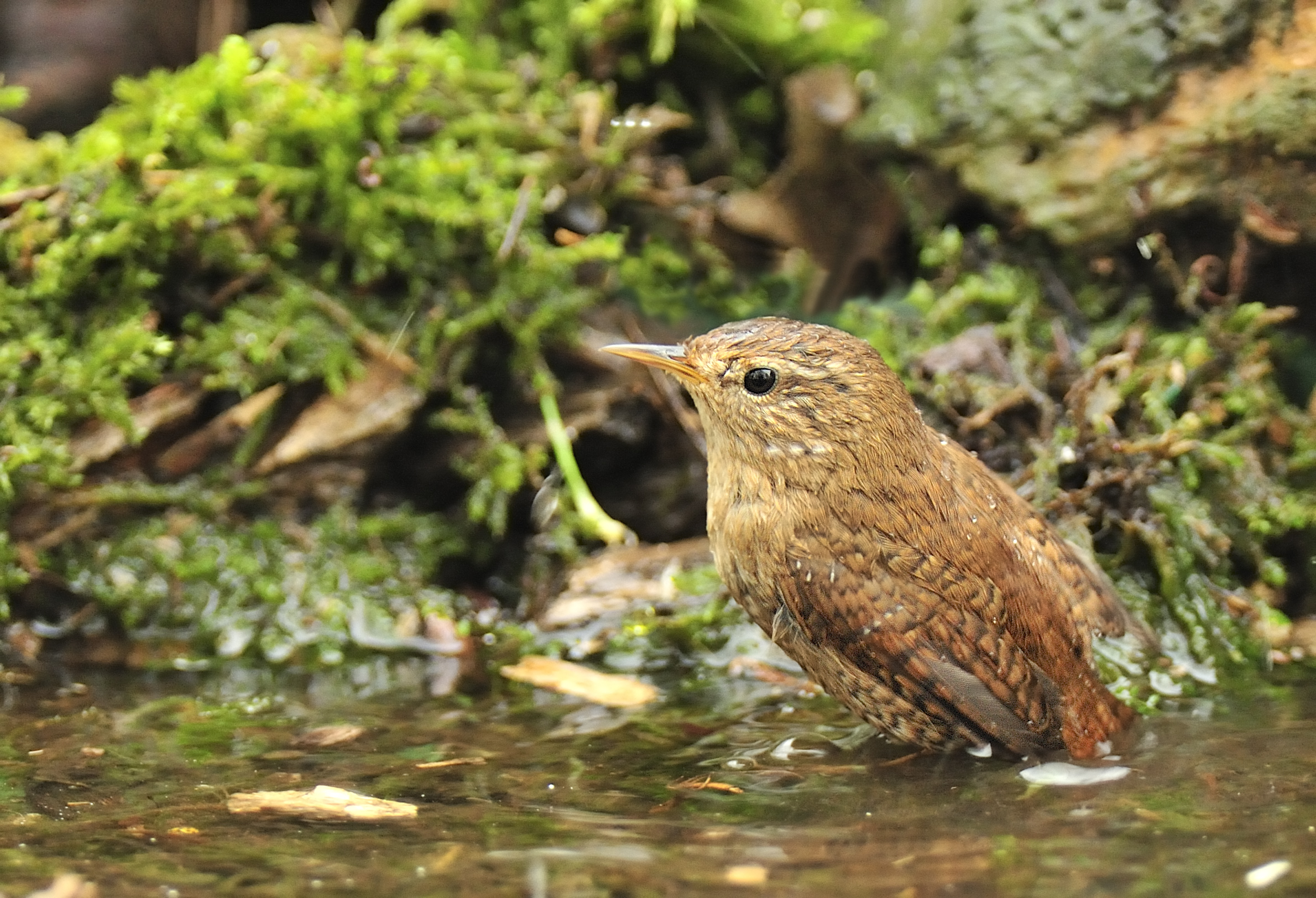 mi piace stare in acqua