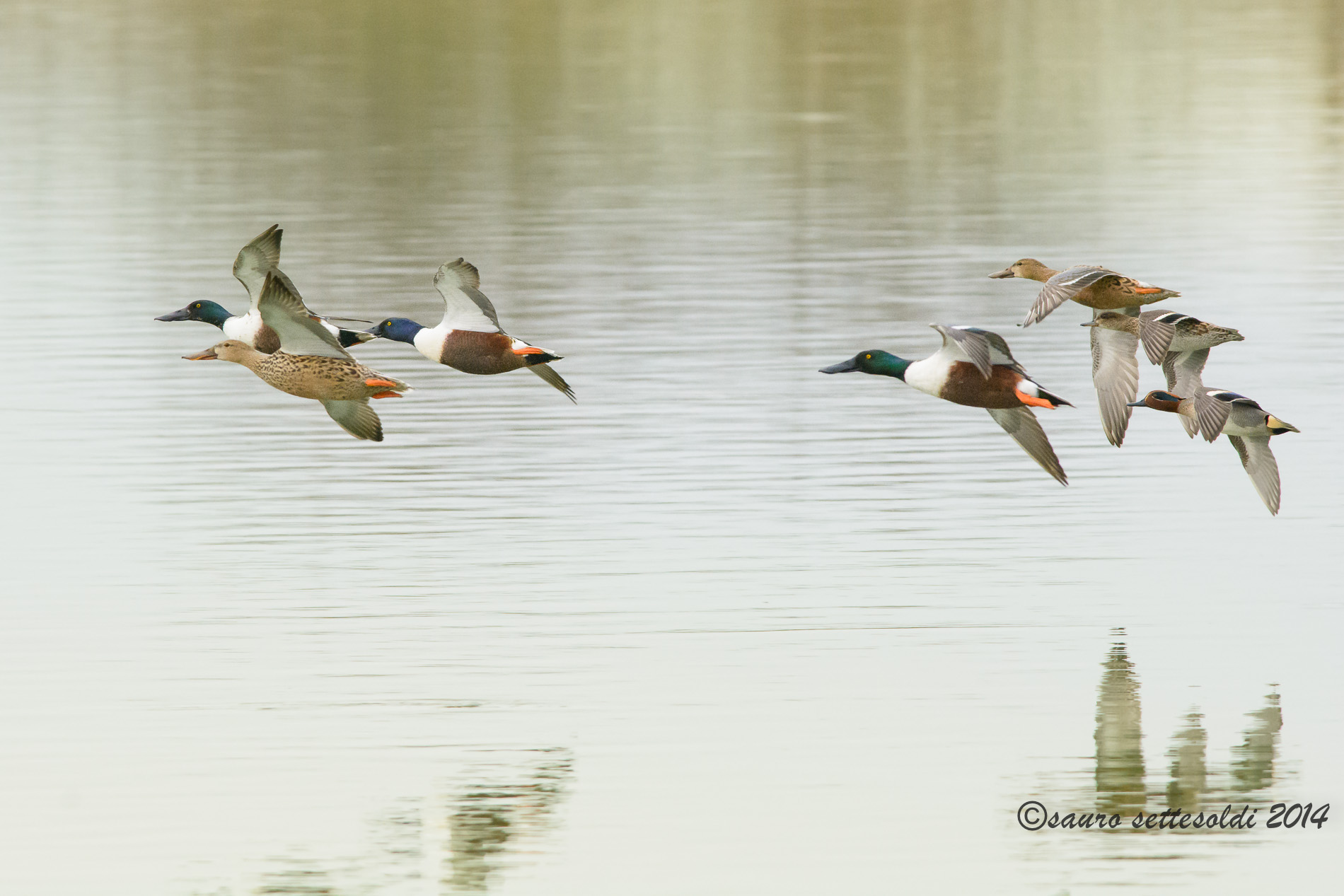 Mestoloni in volo e non solo