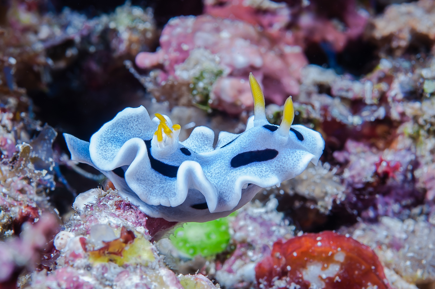 chromodoris dianae