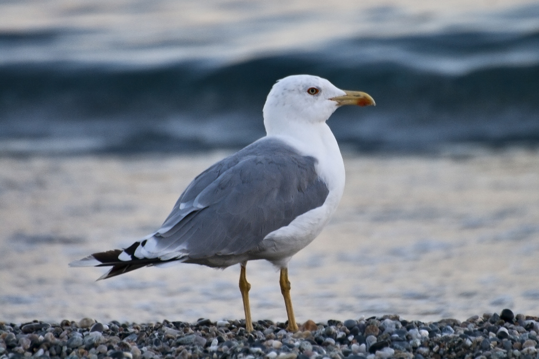 Larus michahellis (gabbiano reale)