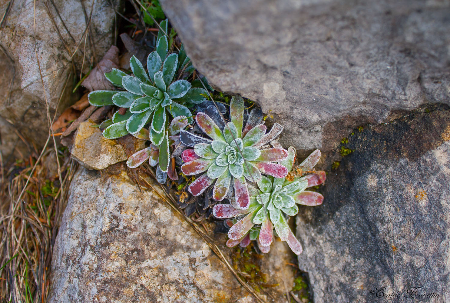 Saxifraga crustata Vest