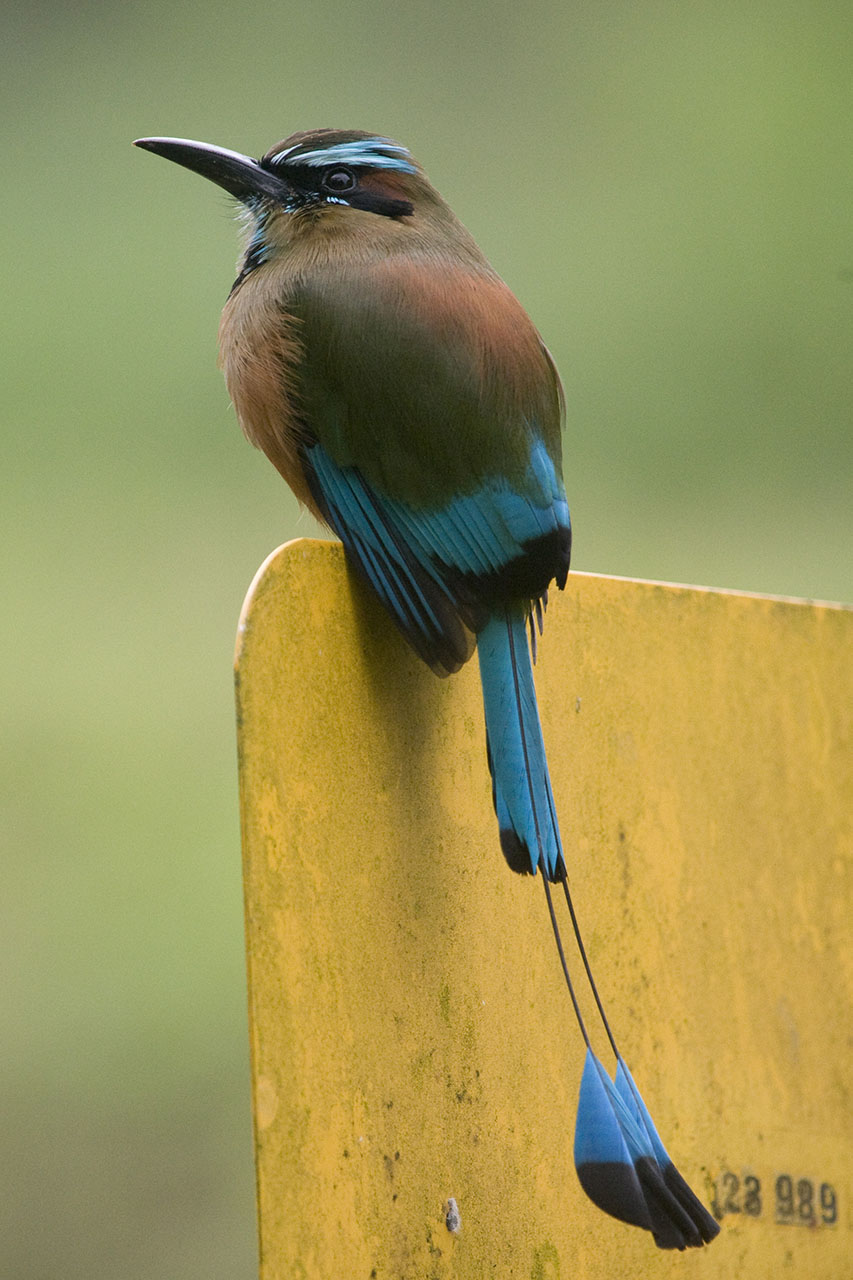MotMot2 (Eumomota superciliosa)