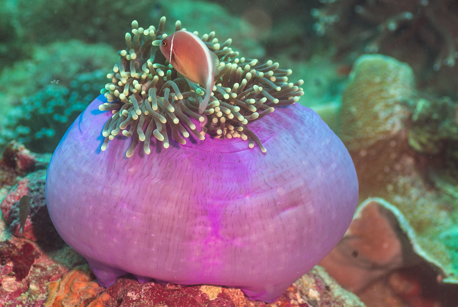 amphiprion perideraion