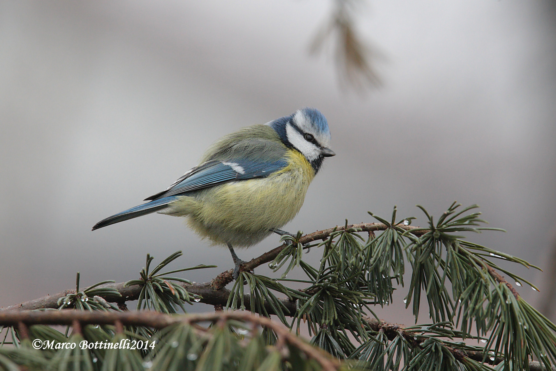Blue Tit