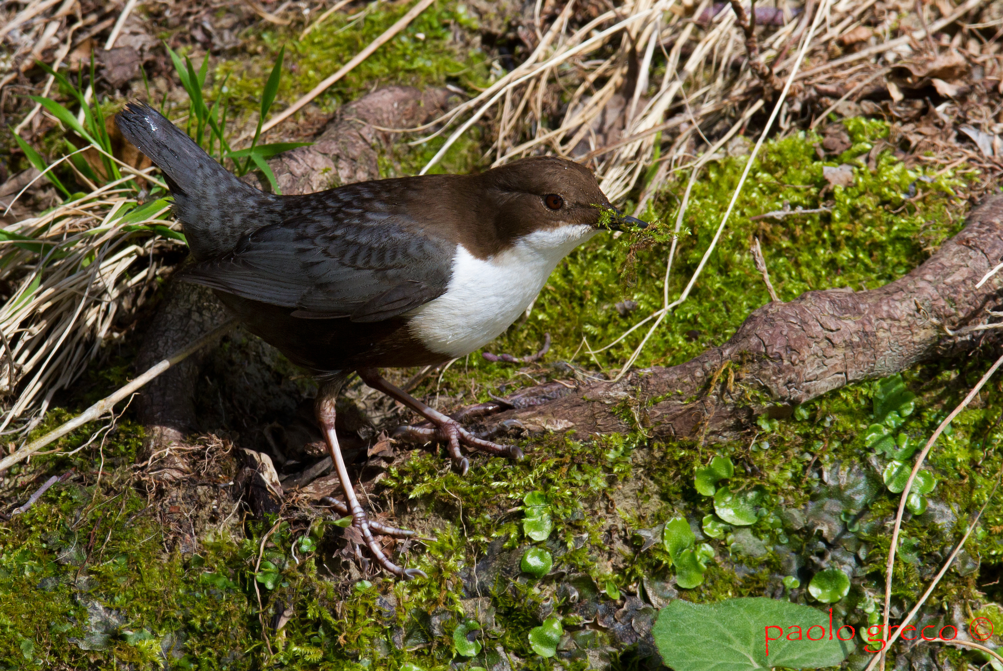 work in the nursery - Dipper