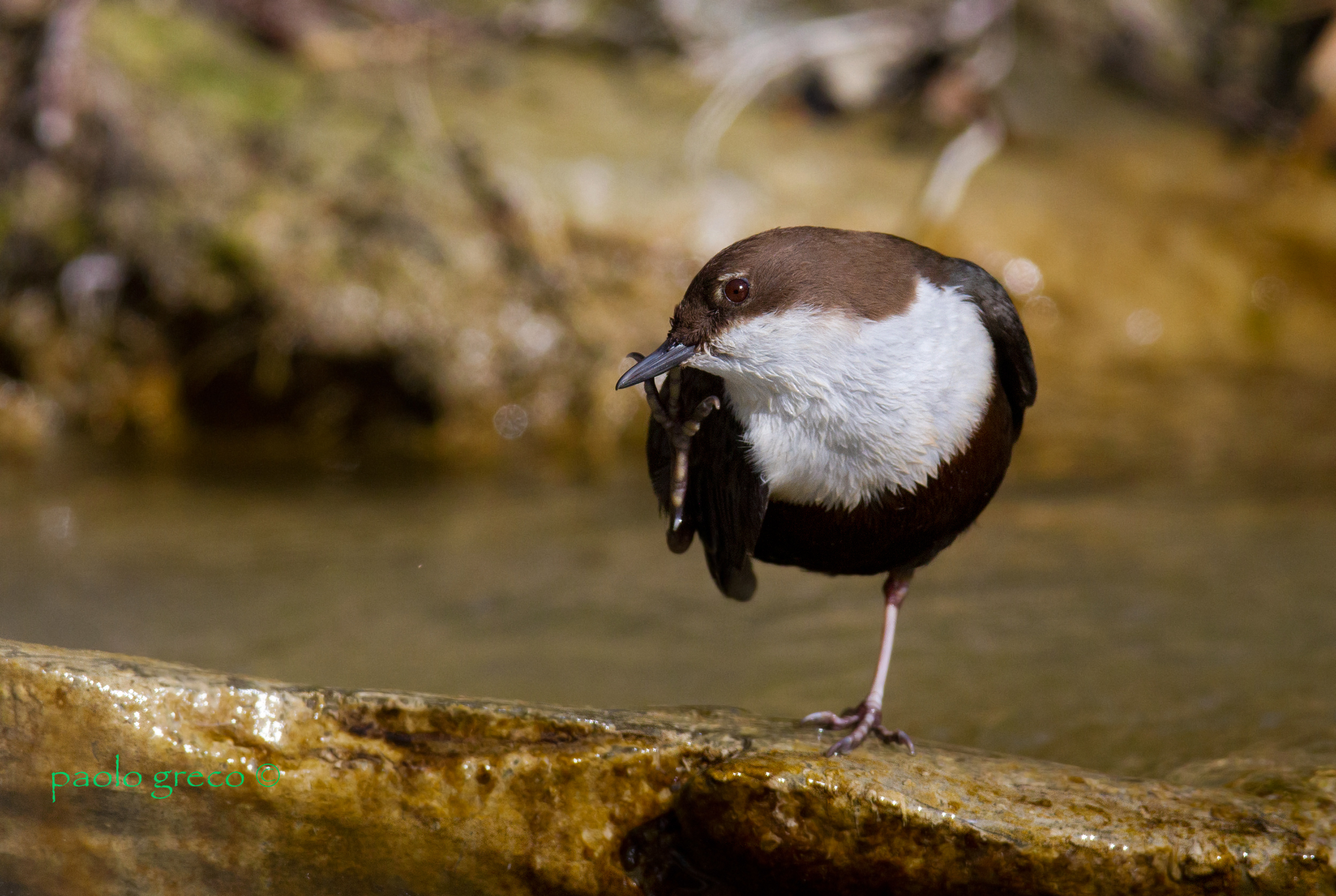 Dipper