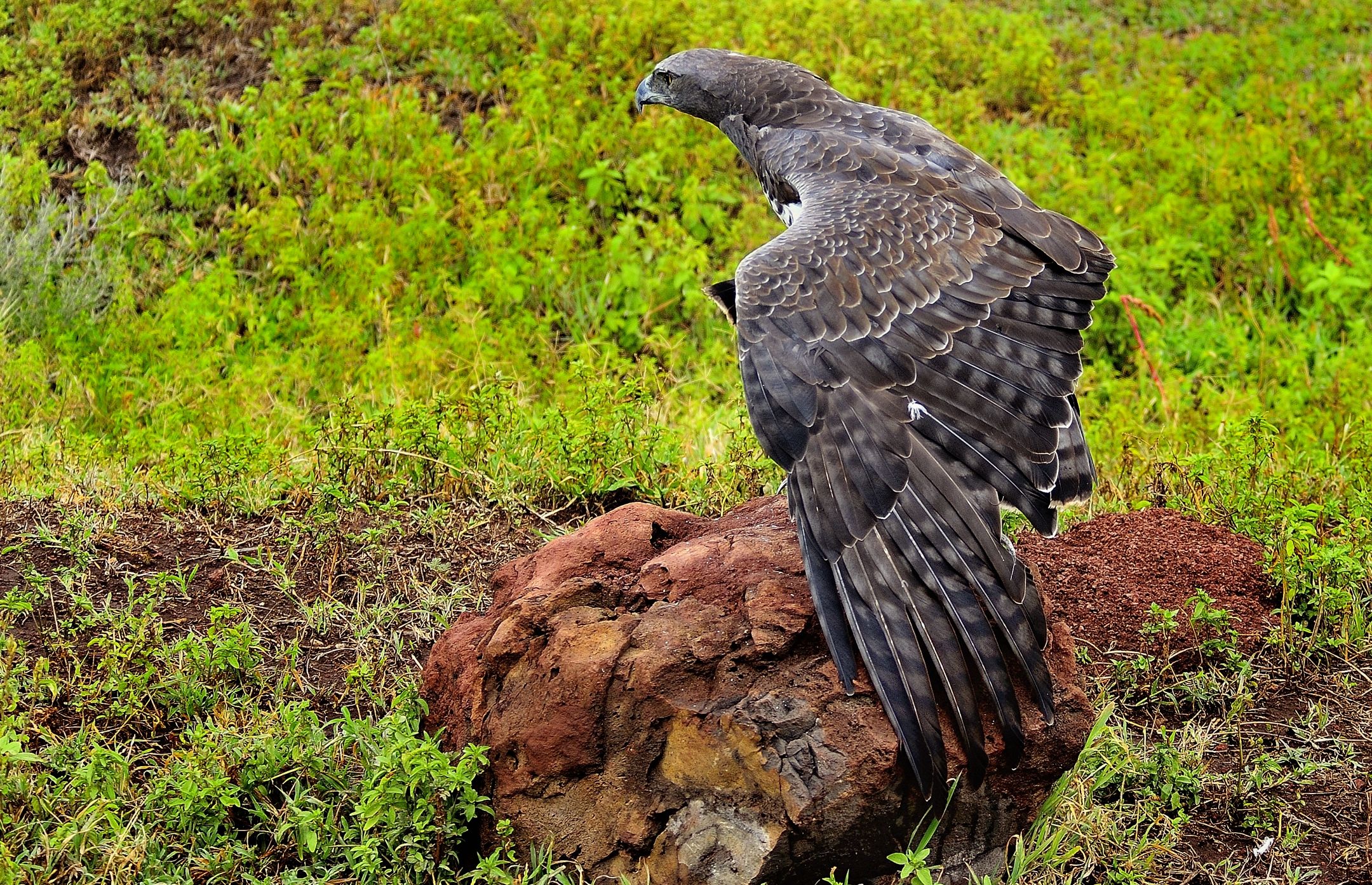 Ngorongoro - Aquila maraziale
