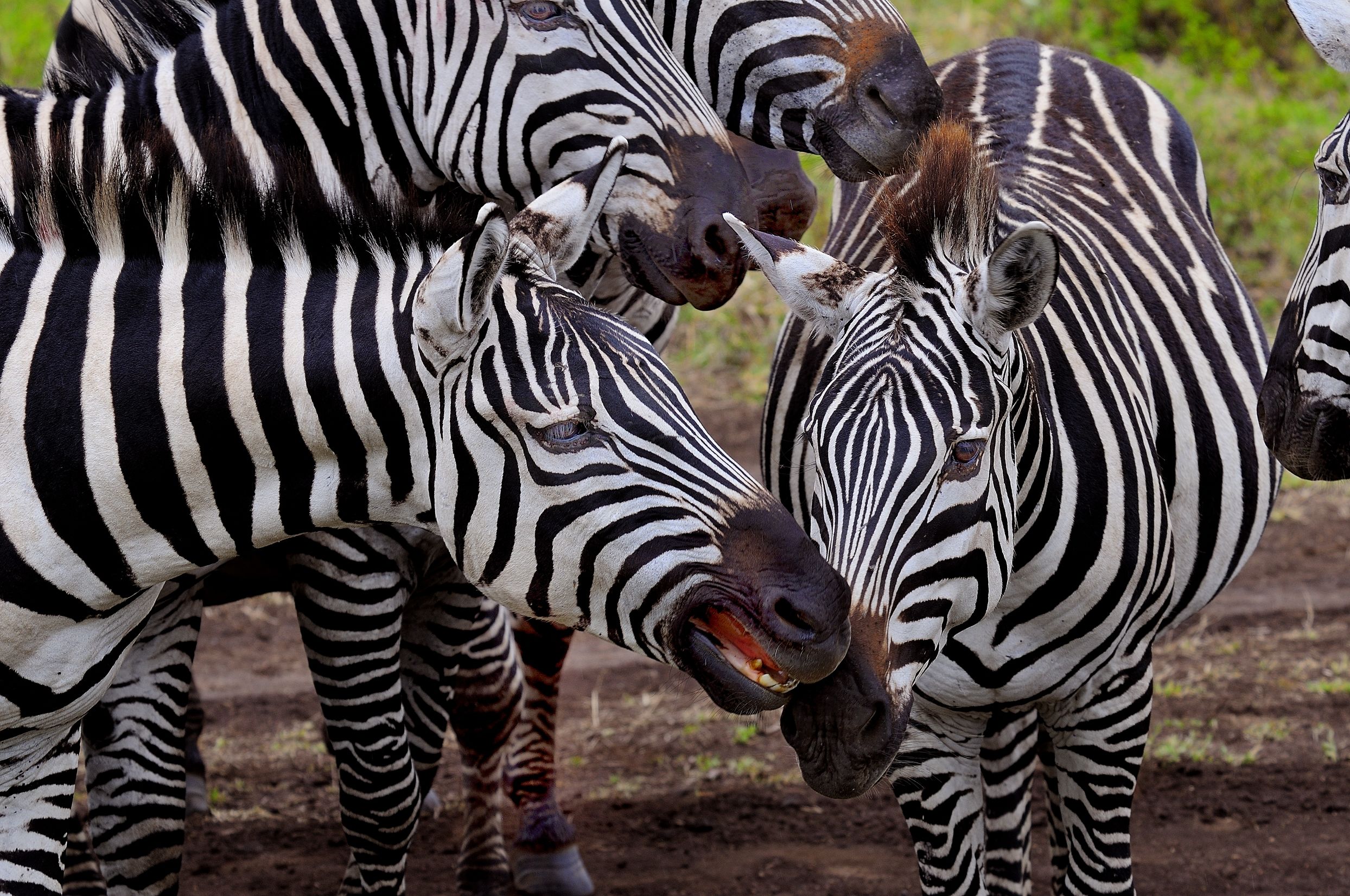 Zebre