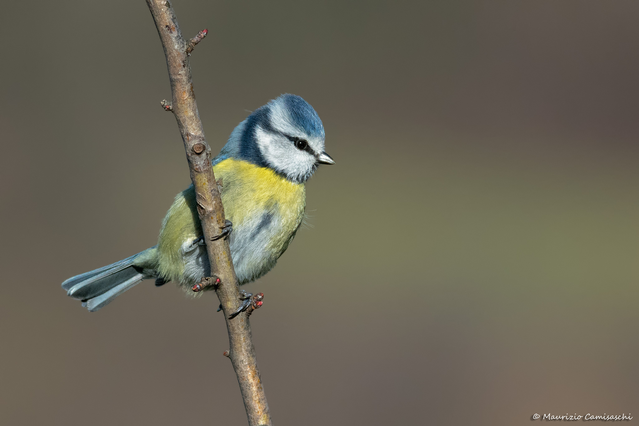 Blue Tit