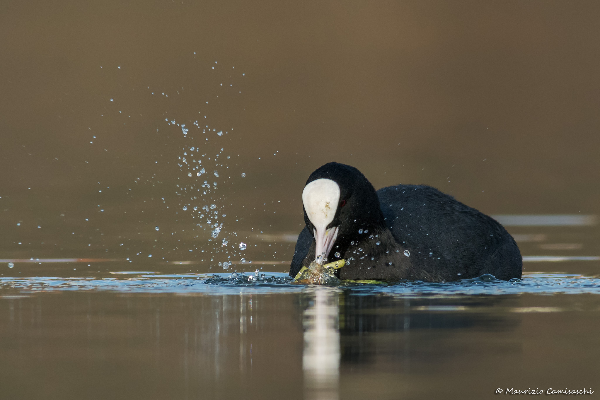 Coot with snack