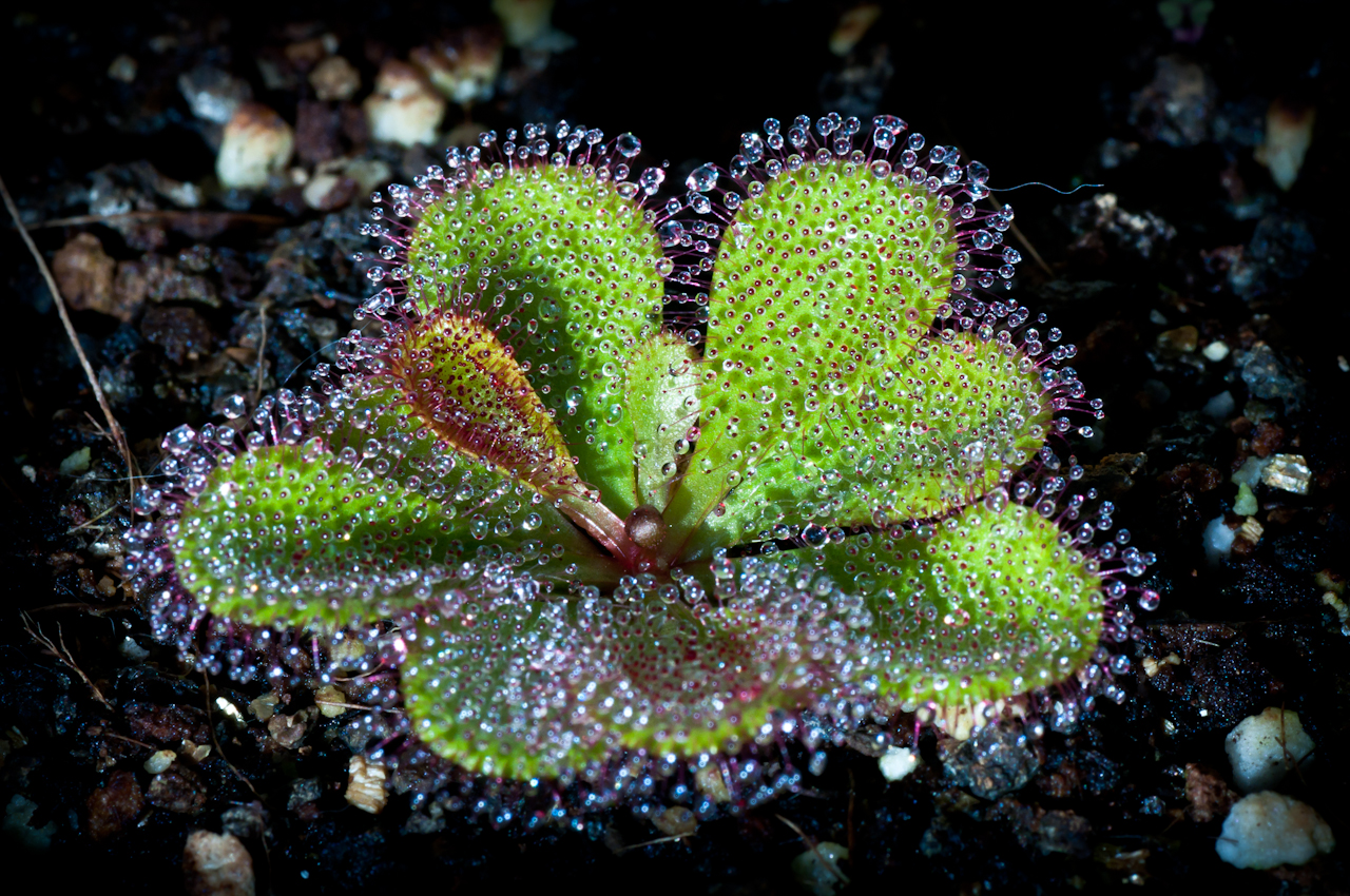 Australian tuberous Drosera - D. macrophylla